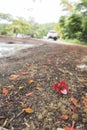 blooming flower of flame tree Royalty Free Stock Photo