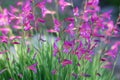 Gladiolus Italicus Royalty Free Stock Photo