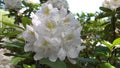 Blooming flower of great laurel or rosebay rhododendron, American rhododendron, big rhododendron Rhododendron maximum Royalty Free Stock Photo