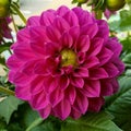 Blooming flower head of a pink dahlia Royalty Free Stock Photo