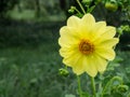 Blooming flower head of a yellow dahlia in extreme closeup Royalty Free Stock Photo