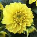 Blooming flower head of a yellow dahlia Royalty Free Stock Photo