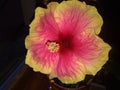 Blooming flower,Hibisceae