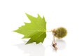 Platanus leaves and berries