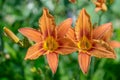 Blooming flower orange Lilium bulbiferum. mage plant blooming orange tropical flower tiger lily