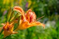 Blooming flower orange Lilium bulbiferum. mage plant blooming orange tropical flower tiger lily