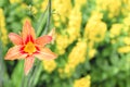 Blooming flower orange Lilium bulbiferum. mage plant blooming orange tropical flower tiger lily