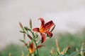 Blooming flower orange Lilium bulbiferum. Plant blooming orange tropical flower tiger lily Royalty Free Stock Photo