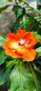 Blooming flower of orange pereskia bleo