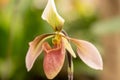 Blooming flower of orchid Phalaenopsis hybride with a large chalice, lip and petals