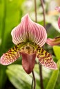 Blooming flower of orchid Phalaenopsis hybride with a large chalice, lip and petals