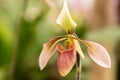 Blooming flower of orchid Phalaenopsis hybride with a large chalice, lip and petals