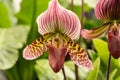 Blooming flower of orchid Phalaenopsis hybride with a large chalice, lip and petals