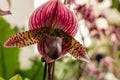 Blooming flower of orchid Phalaenopsis hybride with a large chalice, lip and petals