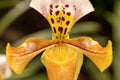 Blooming flower of orchid Phalaenopsis hybride with a large chalice, lip and petals