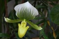 Blooming flower of orchid Venus Slipper, latin name Paphiopedillum Maudiae with yellow lip and white to green petals
