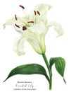 Blooming flower of Oriental Lily watercolor
