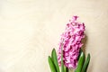 Blooming flower pink hyacinth on light plywood