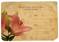 Blooming flower of pink lily. Old postcard
