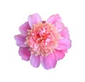 Blooming flower pink peony close up, top view isolated on white Royalty Free Stock Photo