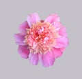Blooming flower pink peony closeup, top view isolated on grey