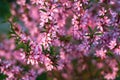 Blooming flower pink Prunus triloba with blurred green nature background. Springtime blossom concept