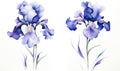 Blooming flower plant summer watercolor blossom petal floral background nature spring background iris art Royalty Free Stock Photo