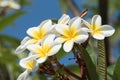 Blooming Flower of Plumeria or frangipanis