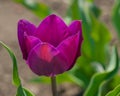 Blooming flower purple tulip Royalty Free Stock Photo