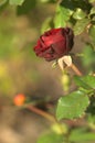 Blooming flower red roses covered with morning dew Royalty Free Stock Photo