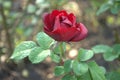 Blooming flower red roses covered with morning dew Royalty Free Stock Photo