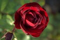 Blooming flower red roses covered with morning dew Royalty Free Stock Photo