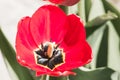 Blooming flower of a red tulip macro close Royalty Free Stock Photo