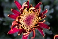 A blooming flower resembles a firework