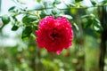 Blooming flower rose with green leaves Royalty Free Stock Photo