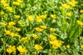 Blooming flower in spring, bee, buttercup, crowfoot, ranunculus Royalty Free Stock Photo