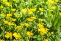 Blooming flower in spring, bee, buttercup, crowfoot, Royalty Free Stock Photo