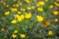 Blooming flower in spring, buttercup, crowfoot, ranunculus Royalty Free Stock Photo