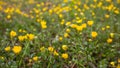 Blooming flower in spring, buttercup, crowfoot, ranunculus Royalty Free Stock Photo