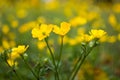 Blooming flower in spring, buttercup, crowfoot, ranunculus Royalty Free Stock Photo