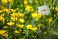 blooming flower in spring, buttercup, crowfoot, ranunculus. Royalty Free Stock Photo