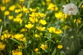 Blooming flower in spring, buttercup, crowfoot, ranunculus Royalty Free Stock Photo