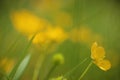 Blooming flower in spring, buttercup, crowfoot, ranunculus Royalty Free Stock Photo