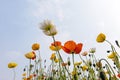 Blooming Flower in sunlight