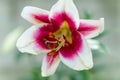 Blooming flower of white-pink lily close up Royalty Free Stock Photo