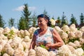 Blooming flower. Woman in hydrangea field in summer outdoor. Hydrangea flower garden and gardener. Summer field of hydrangea. Royalty Free Stock Photo