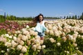 Blooming flower. Woman in hydrangea field in summer outdoor. Hydrangea flower garden and girl. Summer field of hydrangea. Royalty Free Stock Photo