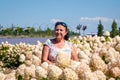 Blooming flower. Woman in hydrangea field in summer outdoor. Hydrangea flower garden and gardener. Summer field of hydrangea. Royalty Free Stock Photo