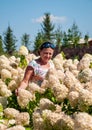 Blooming flower. Woman in hydrangea field in summer outdoor. Hydrangea flower garden and gardener. Summer field of hydrangea. Royalty Free Stock Photo