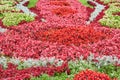 Blooming flowerbed with colorful flowers as a background